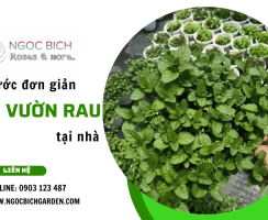 Các bước làm vườn rau tại nhà cực cơ bản dành cho người mới