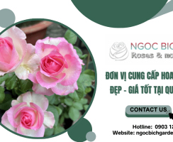 Đơn vị cung cấp hoa hồng đẹp, giá tốt tại quận 3