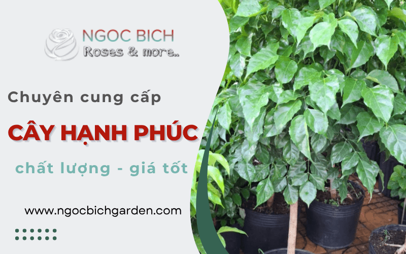 cây Hạnh Phúc