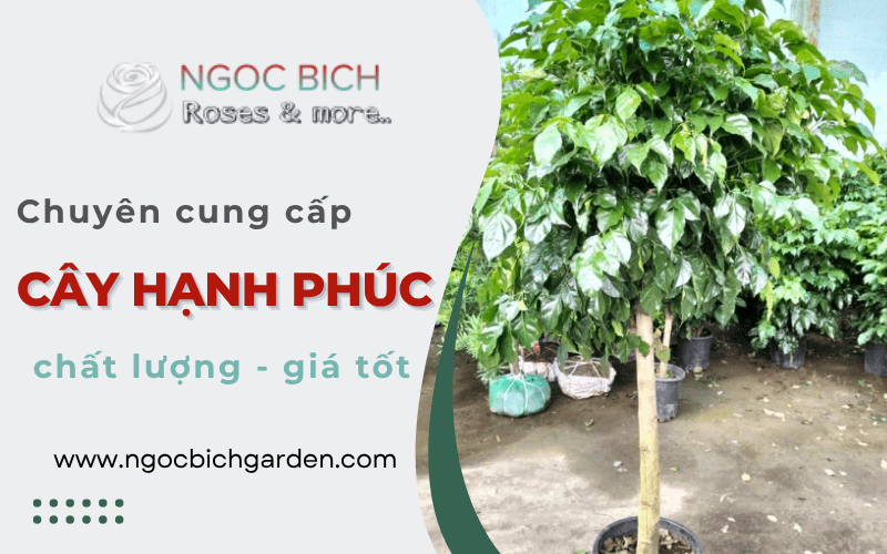 cây Hạnh Phúc