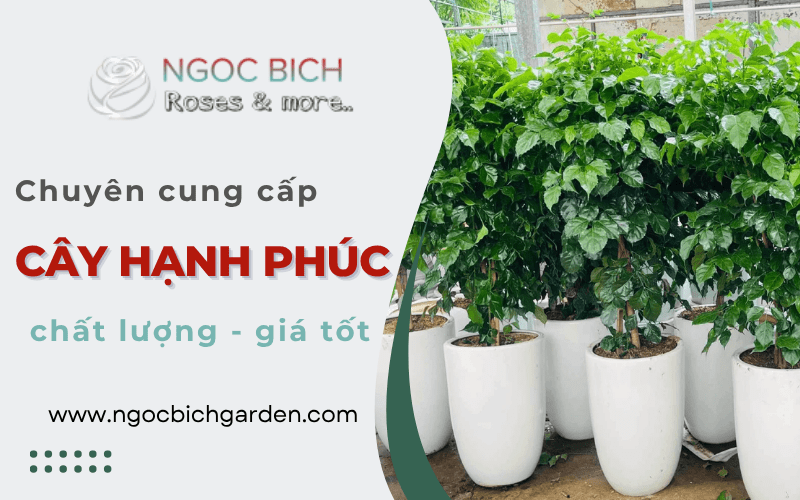 cây Hạnh Phúc