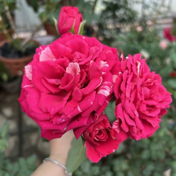 Best Impression Rose