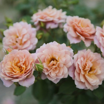 IORI ROSE