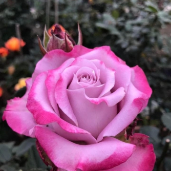 Purple Ice Cream Rose