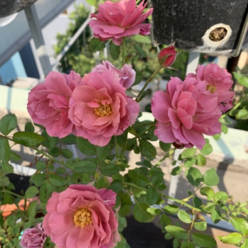 Aoi Rose