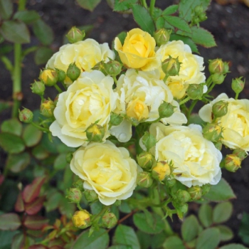 Golden Border Rose