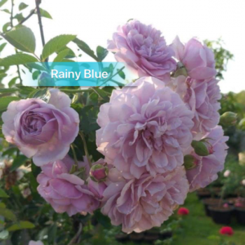 Rainy Blue Rose