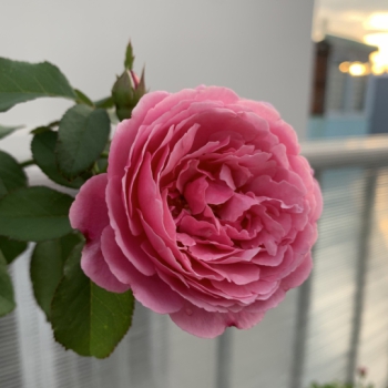 Soeur Emmanuelle Rose