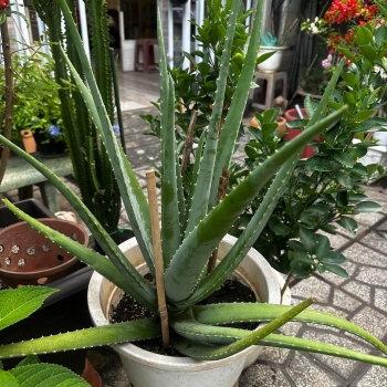 CÂY NHA ĐAM MỸ
