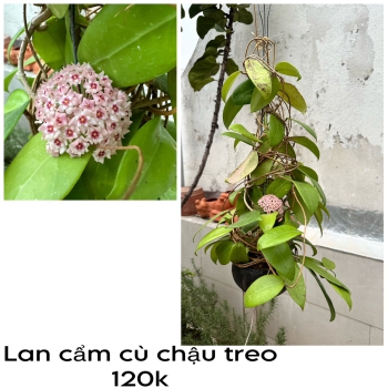 Lan cẩm cù