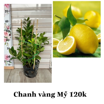 Cây chanh vàng Mỹ ( chanh tây )